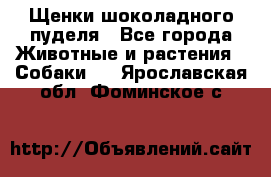 Щенки шоколадного пуделя - Все города Животные и растения » Собаки   . Ярославская обл.,Фоминское с.